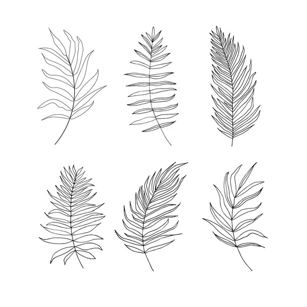 一套棕榈 热带树叶剪影在白色背景下隔离 矢量花卉 植物和树叶插图 — 图库矢量图片