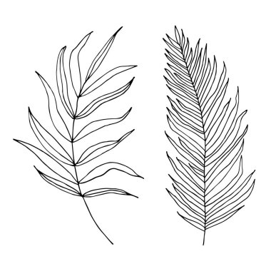 Beyaz arka plan üzerinde vektör illüstrasyon izole siluetleri tropikal kümesi bırakır