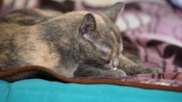 灰色の猫はソファに横になって洗って舌で足を舐め眠りにつく ペットのグルーミング 猫のクローズアップ — ストック動画