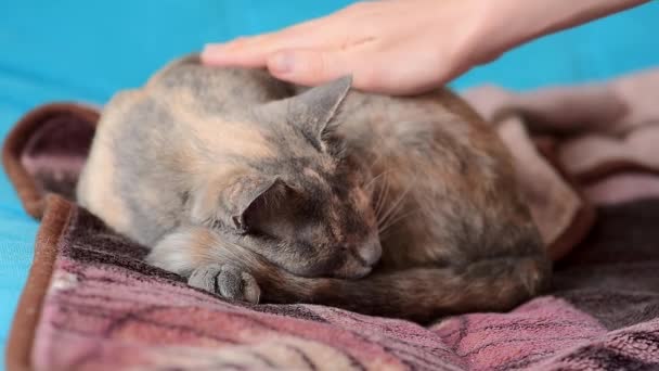 Sie Umarmen Und Streicheln Eine Schlafende Graue Katze Liebe Für — Stockvideo