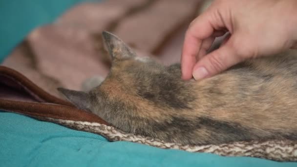 Cerca Abrazar Acariciar Gato Gris Durmiendo Afecto Por Las Mascotas — Vídeos de Stock