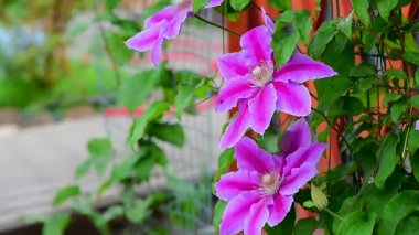 Clematis pembe ve mor rüzgarda sallanıyor, Haziran başında çiçek açıyor. Genişletilmiş bir ızgarada büyür. Sarı merkezli klematis çiçeklerine yakın plan..