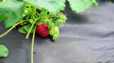 Çilek çalılarını suyla sulamak olgun çileklerin kırmızı meyvelerinin üzerine su damlaları akıtmak. Çiftlik, çilek tarlası. makro çekim.