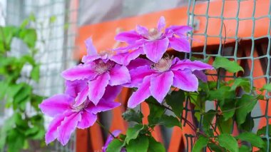 Clematis pembe ve mor rüzgarda sallanıyor, Haziran başında çiçek açıyor. Genişletilmiş bir ızgarada büyür. Sarı merkezli klematis çiçeklerine yakın plan..
