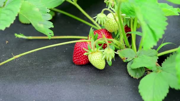 Menyiram Semak Strawberry Dengan Air Tetesan Air Beri Merah Dari — Stok Video