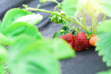 Çiftliğin bahçesinde olgun kırmızı böğürtlenlerle dolu çilek çalıları. Çilekli, siyah agrotextile. Fotoğrafın köşesinde güneş parlıyor. Metin için boşluk. seçici odak.