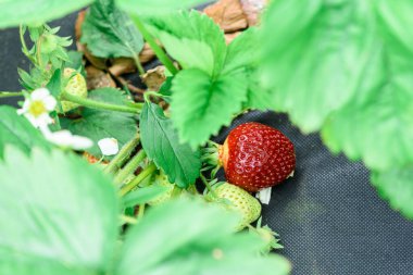 Çiftliğin bahçesinde olgun kırmızı böğürtlenlerle dolu çilek çalıları. Çilekli, siyah agrotextile. Fotoğrafın köşesinde güneş parlıyor. Metin için boşluk. seçici odak.