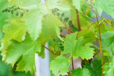 Yazın başında bağların olduğu çiftlikte çiçek açan bir demet üzüm. Bir demet taze üzüm, üzüm yaprakları güneş tarafından vurgulanır.
