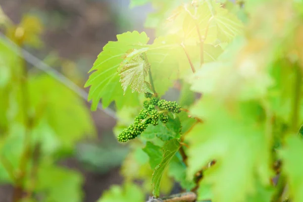 Blooming bunch of grapes at the beginning of summer in the vineyard home farm. a bunch of young grapes, grape leaves are highlighted by the sun — Stock Image Blooming Bunch Grapes Beginning Summer Vineyard Home Farm Bunch Young Royalty Free Stock Images