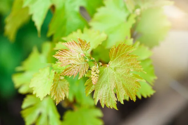 Blooming bunch of grapes at the beginning of summer in the vineyard home farm. a bunch of young grapes, grape leaves are highlighted by the sun — Stock Image Blooming Bunch Grapes Beginning Summer Vineyard Home Farm Bunch Young Stock Image