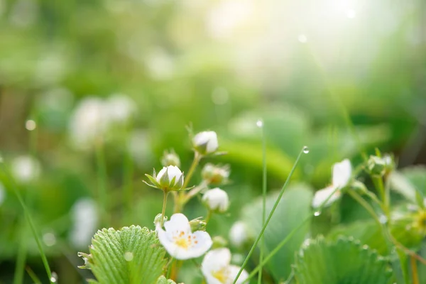 wild strawberry flower bushes in morning dew drops, bokeh on a green background with flowers, abstract background image. close-up of a blooming strawberry field