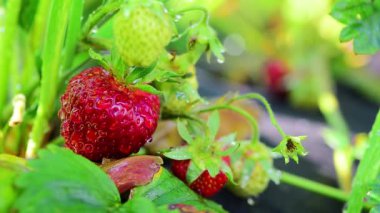 Çilek çalılarını suyla sulamak olgun çileklerin kırmızı meyvelerinin üzerine su damlaları akıtmak. Çiftlik, çilek tarlası. makro çekim