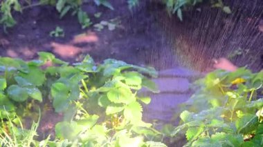 Çilek çalılarını suyla sulamak, yeşil yapraklardan akan su damlaları, bahçeyi sularken gökkuşağının etkisi. Çiftlik, çilek tarlası. makro çekim