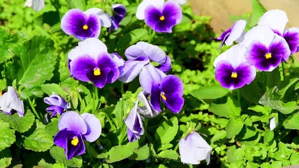 Крупный план некоторых фиолетовых трусишек Виола, Wittrockiana цветы в саду движущихся на ветру. большие цветы в цветнике в саду — стоковое видео