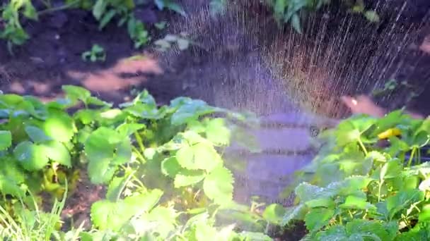 Поливання полуничних кущів водою, краплі води протікають вниз зеленим листям, ефект веселки при поливі саду. домашня ферма, полунична клаптик. макрозйомка — стокове відео