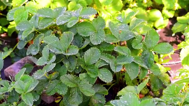 Annaffiamento cespugli di fragole con acqua, gocce d'acqua scorrono lungo le foglie verdi. fattoria di casa, patch di fragole. macro ripresa — Video Stock