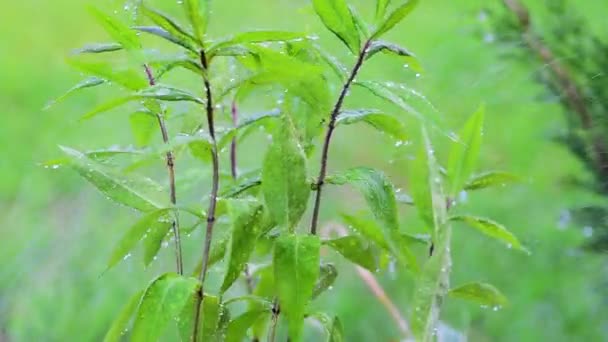 kapky vody stékají na zelené rostliny, když prší, rostliny se pohybují ve větru na zeleném pozadí, makro poletování listí a kapek rosy
