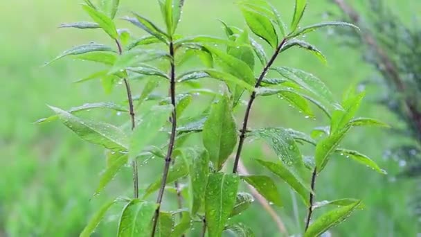 Капли воды стекают по зеленым растениям, когда идет дождь, растения движутся на ветру на зеленом фоне, макросъемка листьев и капель росы — стоковое видео