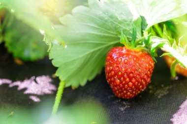 Çiftliğin bahçesinde olgun kırmızı böğürtlenlerle dolu çilek çalıları. Çilekli, siyah agrotextile. Fotoğrafın köşesinde güneş parlıyor. Metin için boşluk. seçici odak.