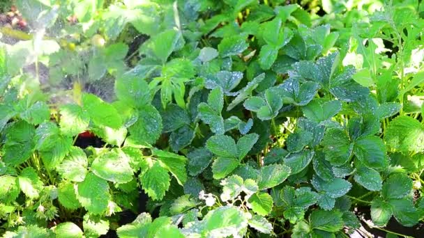 Podlewanie krzewów truskawek wodą, krople wody spływają po zielonych liściach. gospodarstwo domowe, plaster truskawkowy. makro fotografowanie — Wideo stockowe