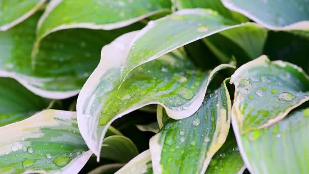 Las gotas de agua caen sobre las plantas verdes cuando llueve, las plantas se mueven en el viento sobre un fondo verde, disparo macro de hojas y gotas de rocío. — Vídeo de stock