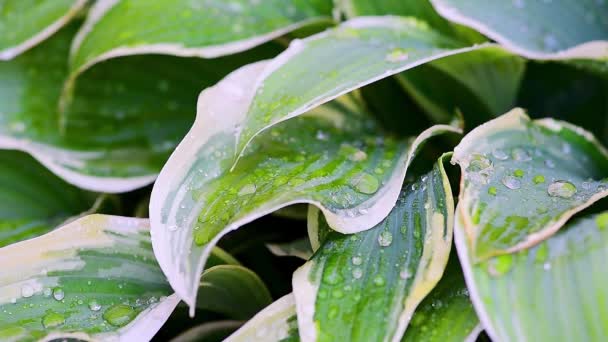 Drops of water run down on green plants when it rains, plants move in the wind on a green background, macro shooting of leaves and dew drops — Stock Video