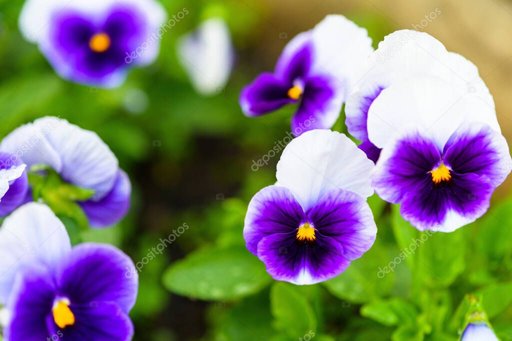 pansies purple flower single on a green background, isolate . close - up of a flower, space for text.