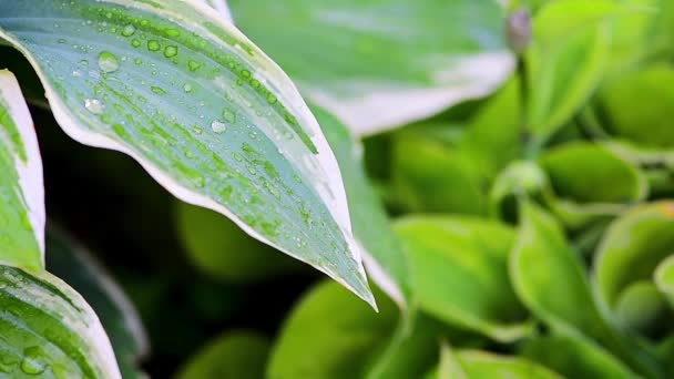 Drops of water run down on green plants when it rains, plants move in the wind on a green background, macro shooting of leaves and dew drops — Stock Video