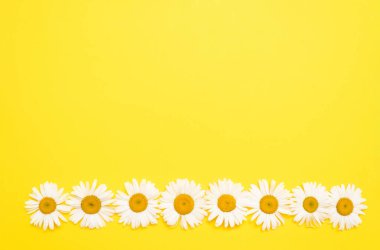 Sarı arka planda papatyalar, üst manzara. Çiçek çerçevesi, kartpostallar için süs, beyaz papatyaların çiçek arkaplanı, metin için boşluk.