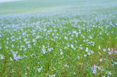 Flax Field, Field Panorama ve Ufuk Mavisi Gökyüzü. mavi renklerin kapanışı.