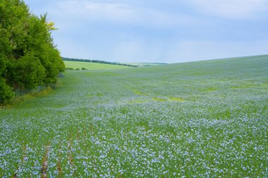 Çiçekli keten tarlası, alan manzarası ve ufukta mavi gökyüzü