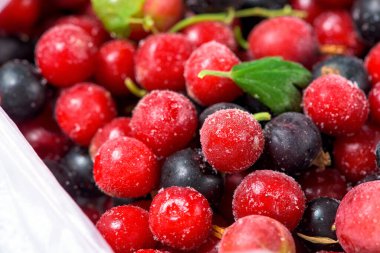 Donmuş kirazlar buz kristalleri ve dondurucudaki kış hazırlıkları için buzla kaplıdır.