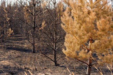 Yazın çıkan bir yangından sonra çam ormanı. Ağaç gövdeleri yanmış ve kararmıştı. yanmış ot.
