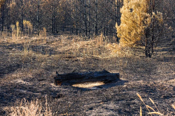 Bosque Pinos Después Incendio Verano Los Troncos Los Árboles Fueron — Foto de Stock