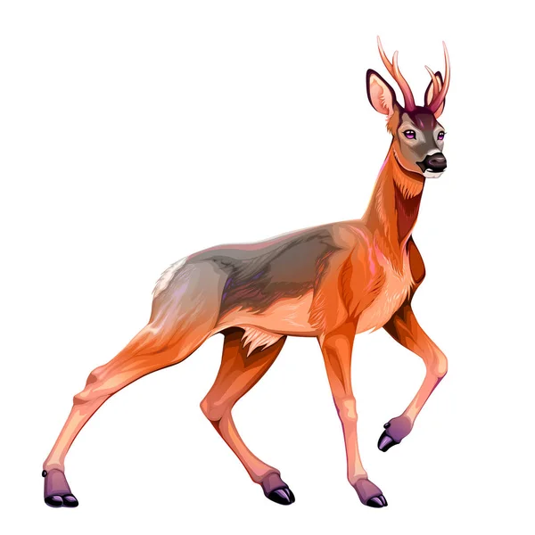 Ilustração do cervo de corça —  Vetores de Stock