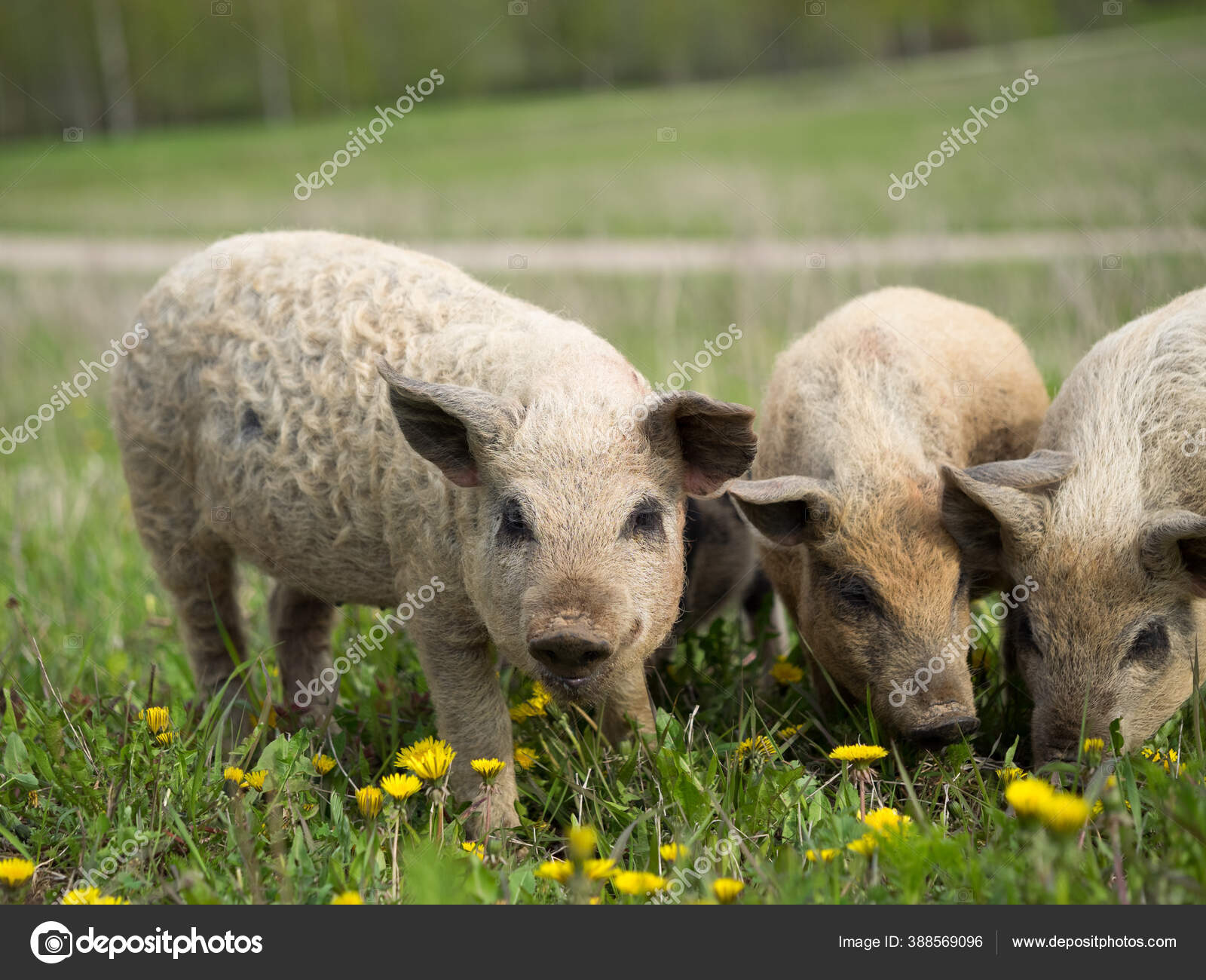 Magnificent Piglets Hungarian Mangalitsa Breed Shaggy Hair Pigs — Stock