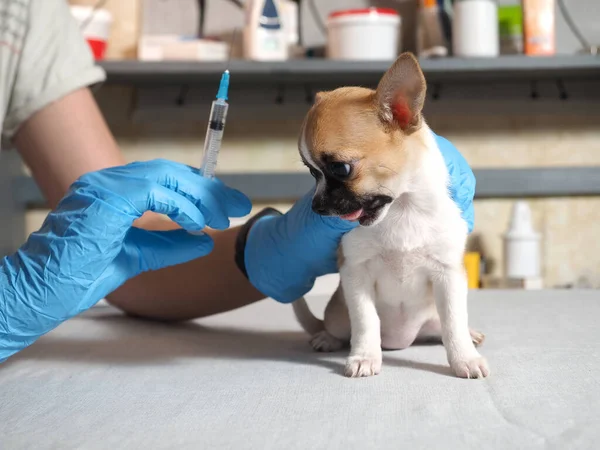 Examination of the dog by a veterinarian. Chihuahua puppy