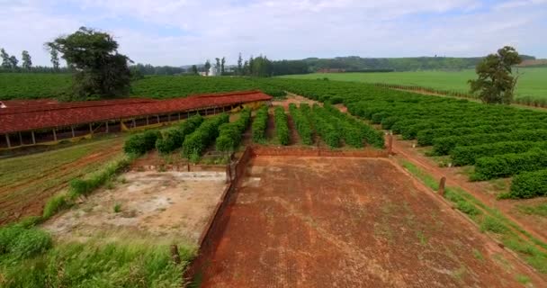 Fazenda Café Fazenda Frango — Vídeo de Stock