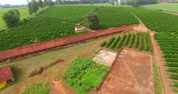 Fazenda Café Fazenda Frango — Vídeo de Stock