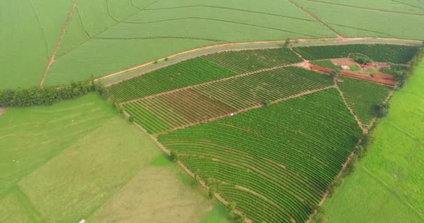 Fazenda Café Fazenda Frango — Vídeo de Stock