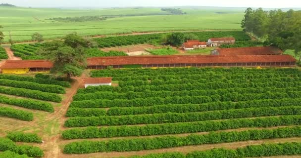 Koffie Boerderij Kippenboerderij — Stockvideo