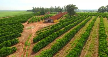 Plantation kahve ve çiftlik Güney Amerika, Brezilya  