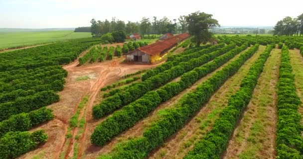 Plantáže Kávy Farmy Jižní Americe Brazílie — Stock video