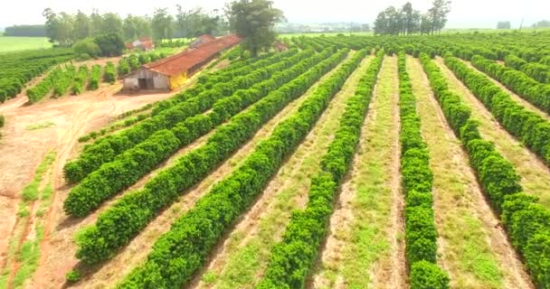 巴西南美的咖啡和农场种植园 — 图库视频影像