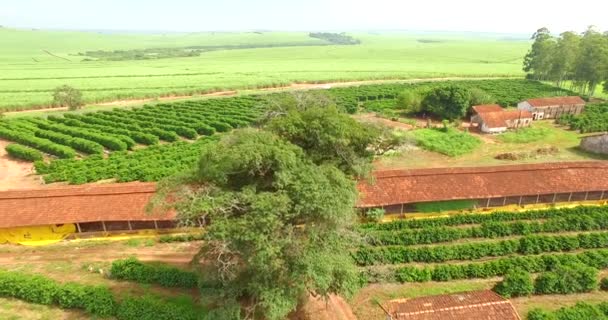 Φυτεία Καφέ Και Αγρόκτημα Στη Νότια Αμερική Βραζιλία — Αρχείο Βίντεο