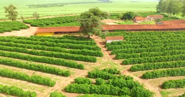 コーヒーと南アメリカ ブラジルのファームの農園 — ストック動画