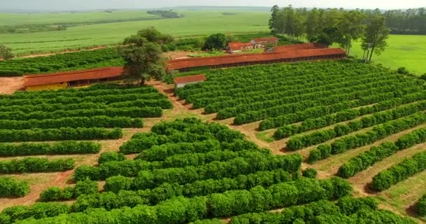 Plantation Kahve Çiftlik Güney Amerika Brezilya — Stok video