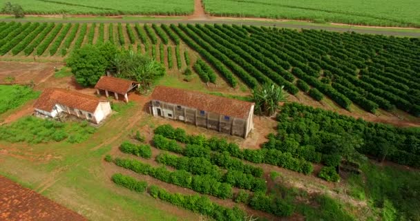 Plantation Café Ferme Amérique Sud Brésil — Video