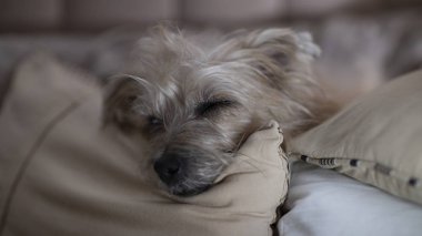 Sessizce kanepede yatan köpek