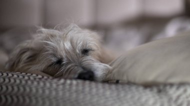 Sessizce kanepede yatan köpek